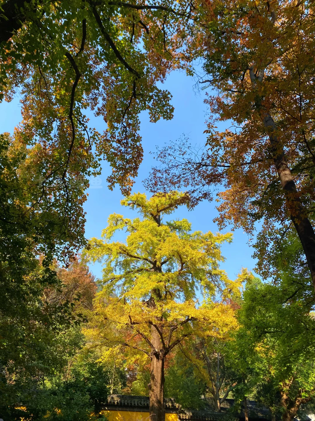 苏州！11月的秋景已经美到next level了！！！