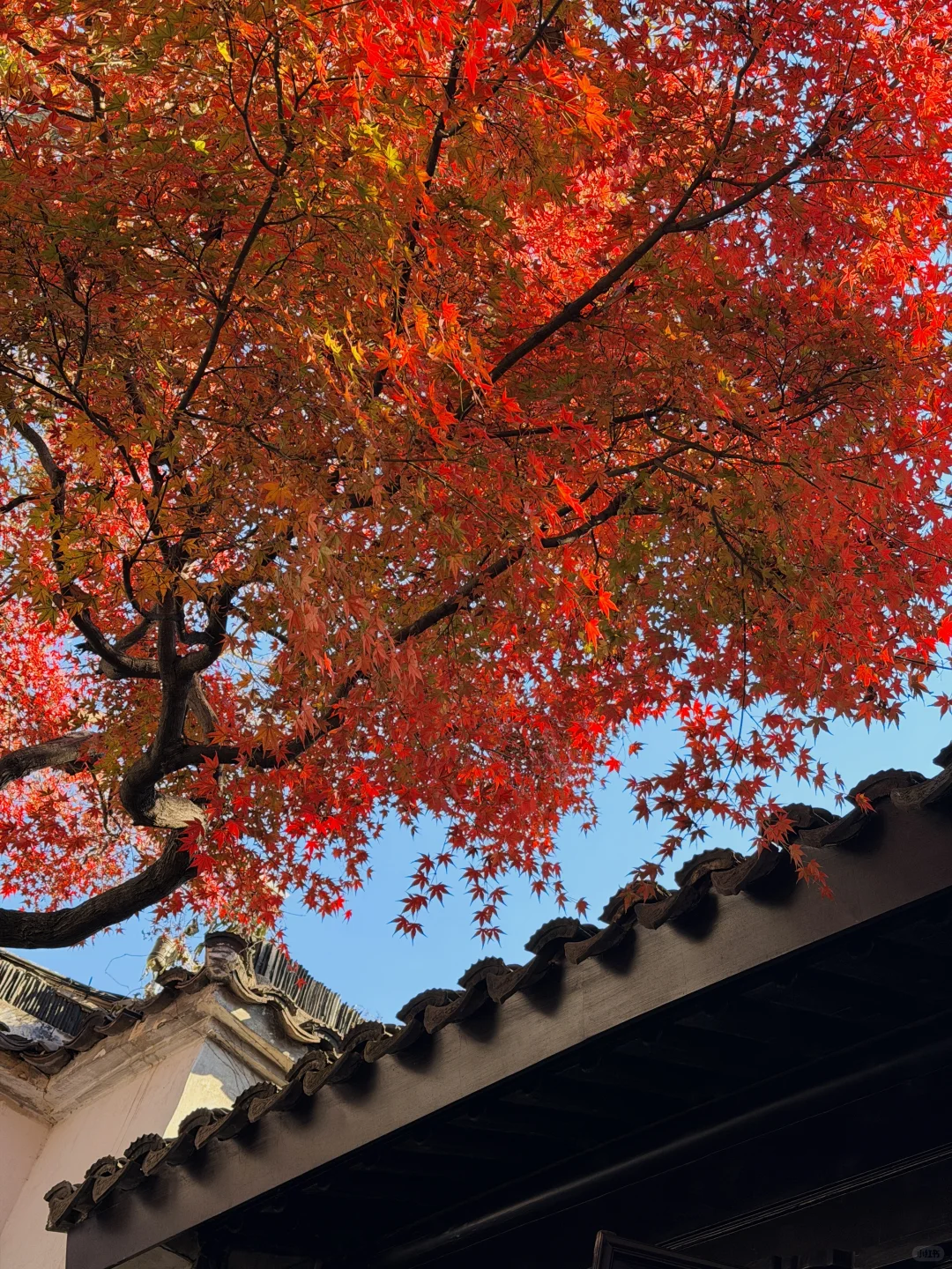 11.19实况！苏州留园封神秋景已登场❗️