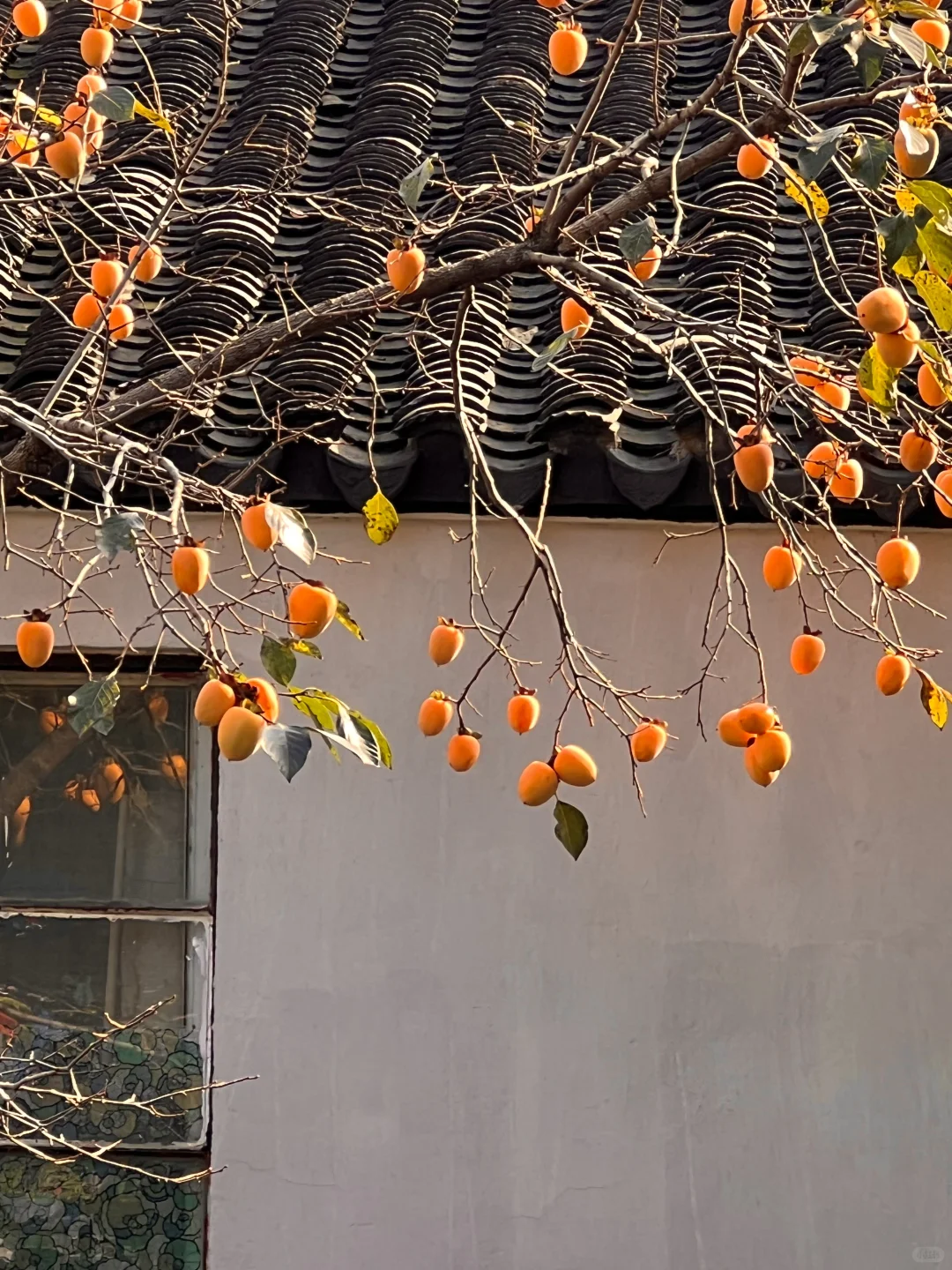 11.2实拍❗️道前街柿子树已进入最佳观赏期