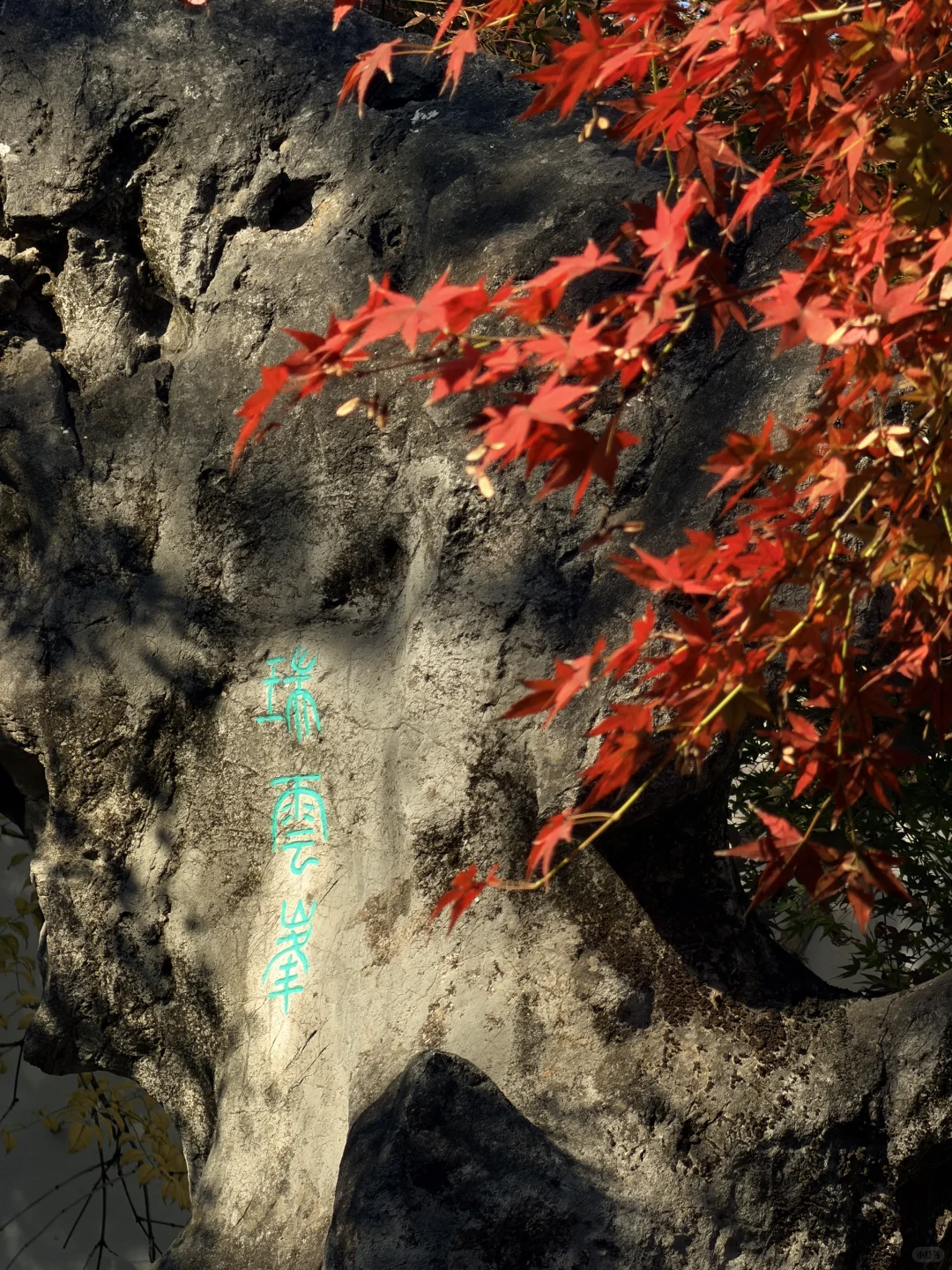 11.19实况！苏州留园封神秋景已登场❗️