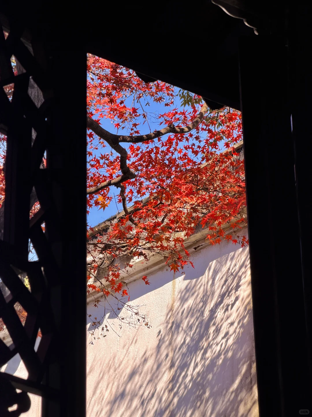 11.19实况！苏州留园封神秋景已登场❗️