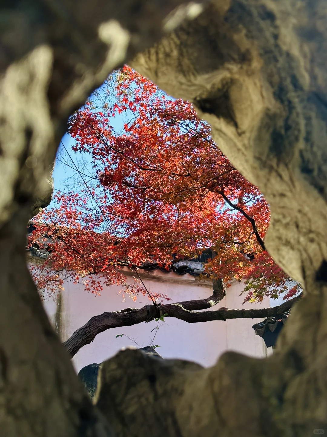 11.19 留园这棵树绝了！苏州又到了最美时节
