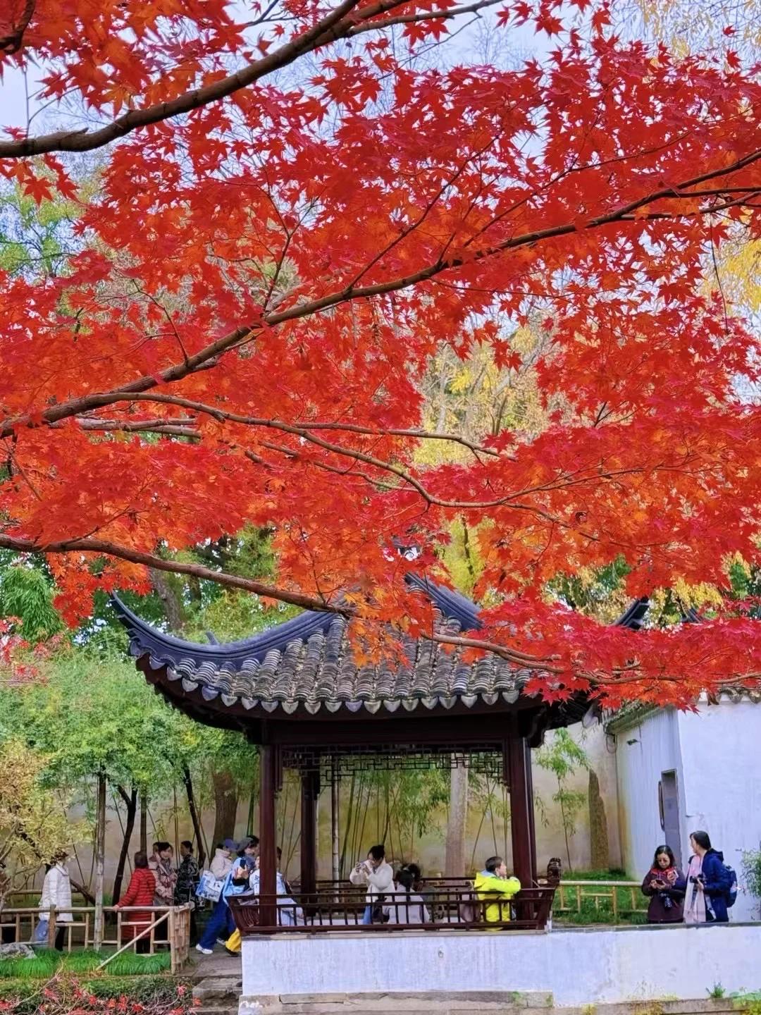 12月的苏州拙政园，错过又要等一年！