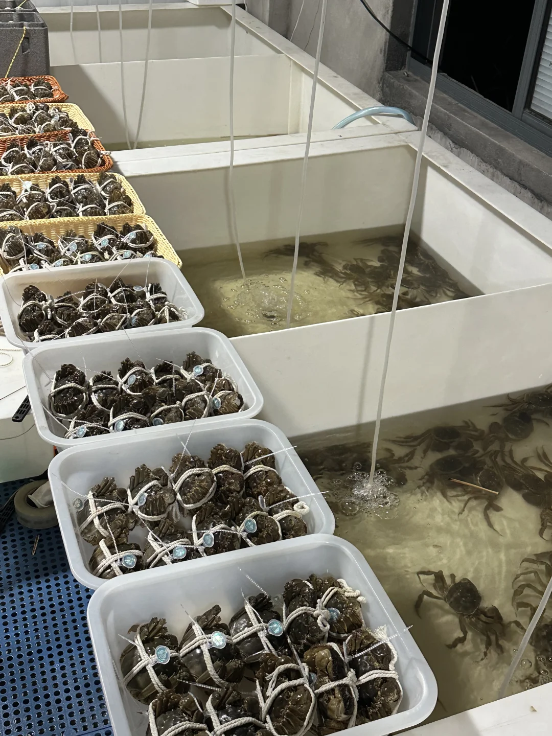 💰100的残蟹在小红书杀疯了，苏州给力！