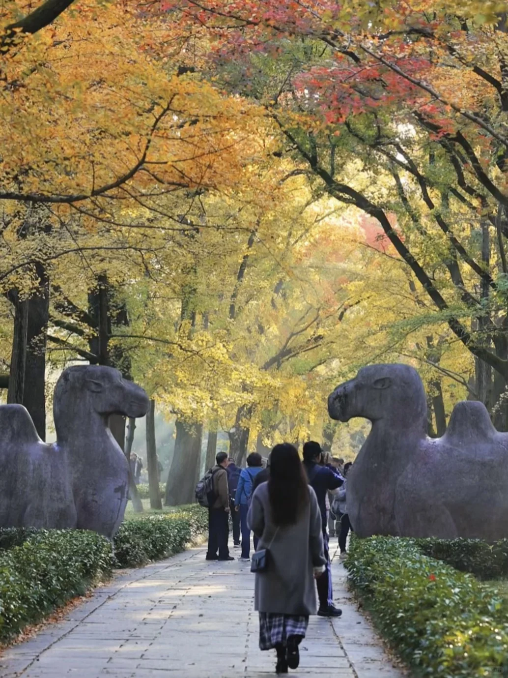 爱回收｜现在来南京赏秋🍁就去这9个地方