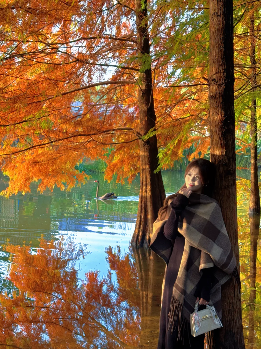 11.10实拍❗️南京落羽杉林已美成一幅画🖼️