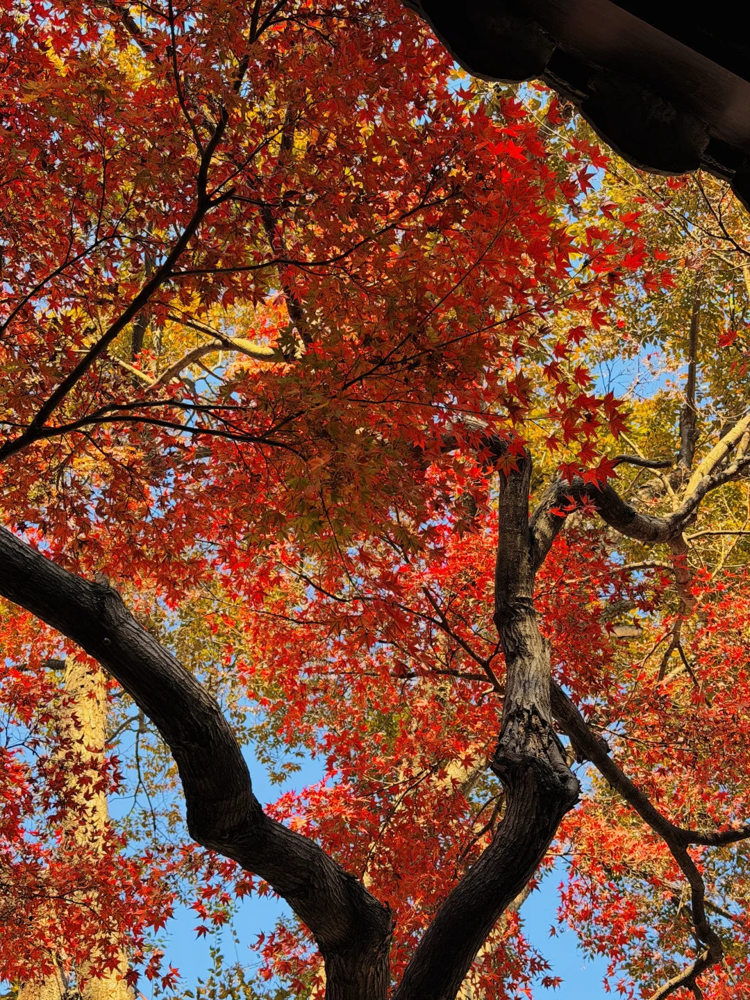 11.19实况！苏州留园封神秋景已登场❗️