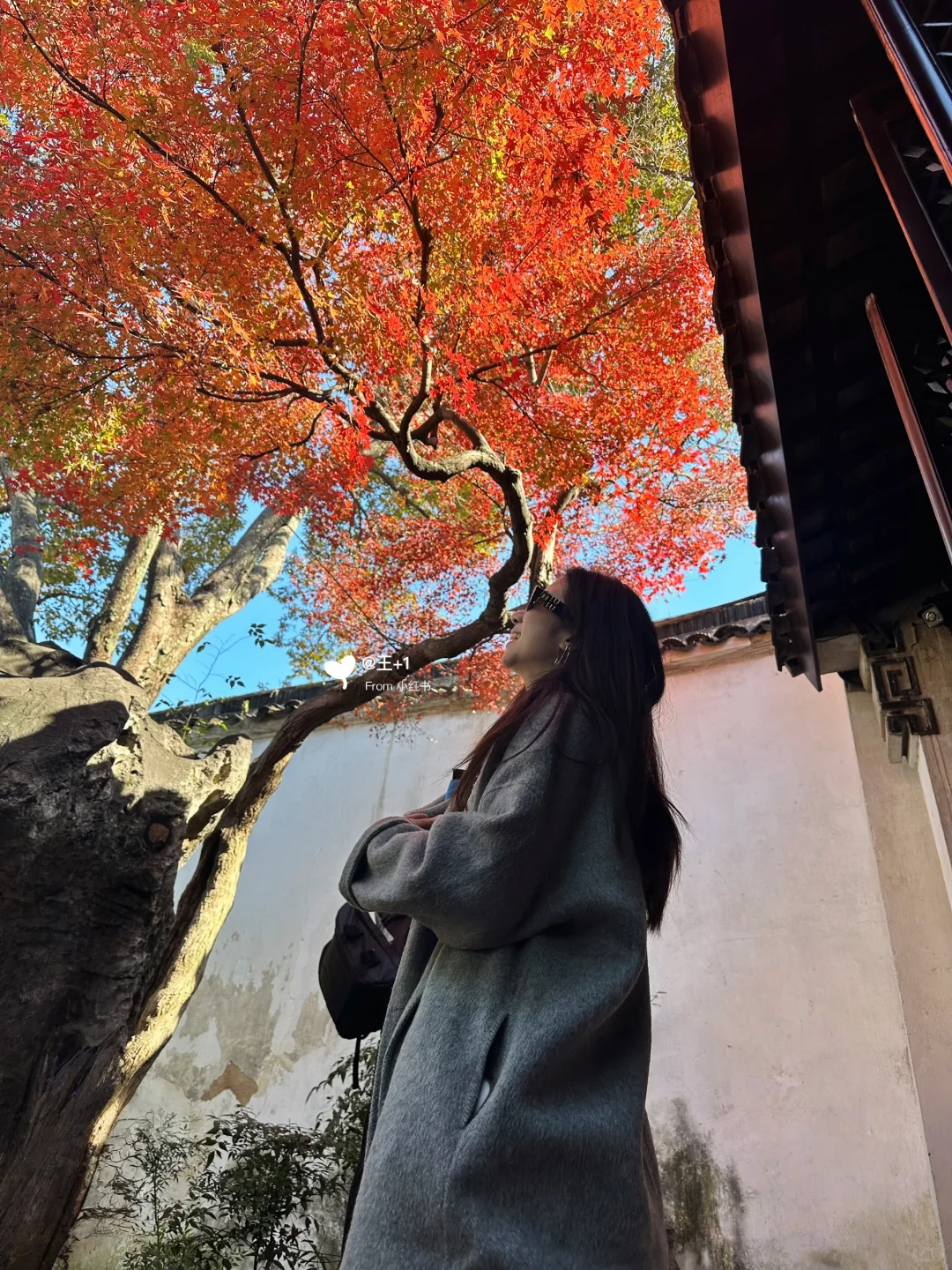 11.19 留园这棵树绝了！苏州又到了最美时节