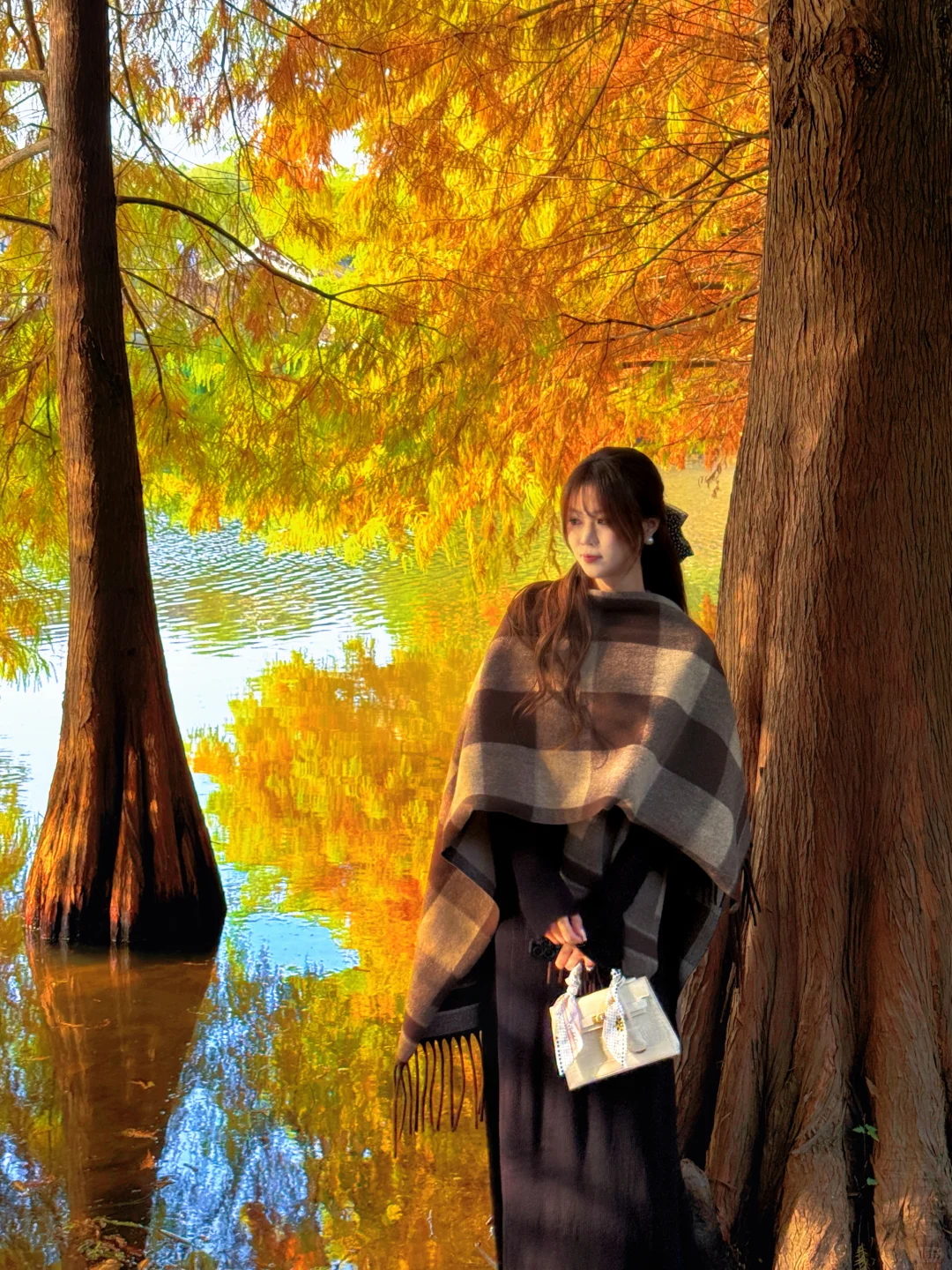 11.10实拍❗️南京落羽杉林已美成一幅画🖼️