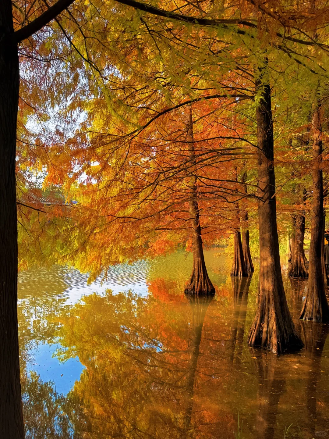 11.10实拍❗️南京落羽杉林已美成一幅画🖼️