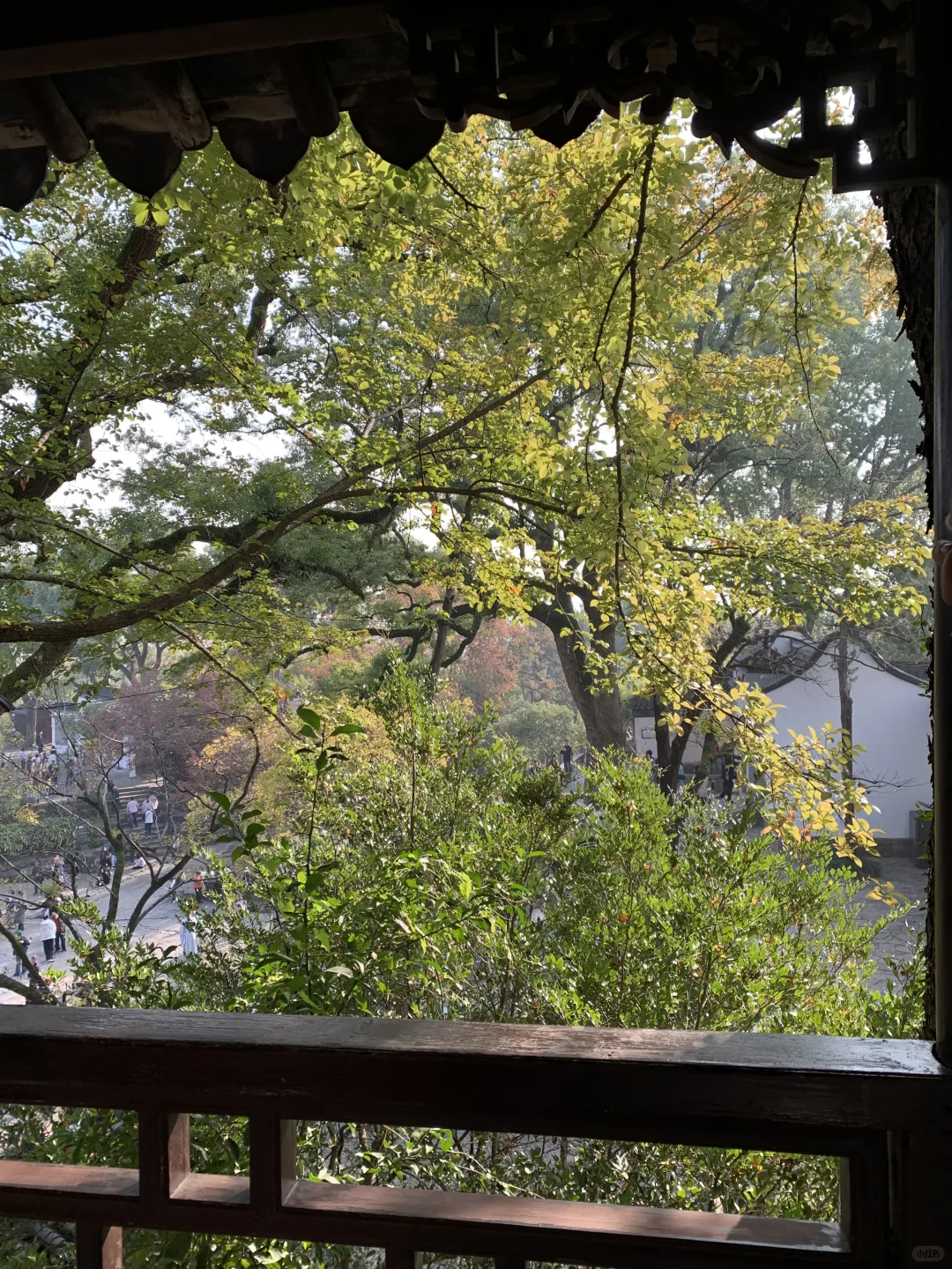 🍂11.23苏州｜虎丘一榭园枫叶红啦🎐附路线