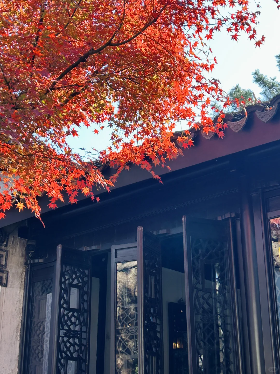 11.19 留园这棵树绝了！苏州又到了最美时节