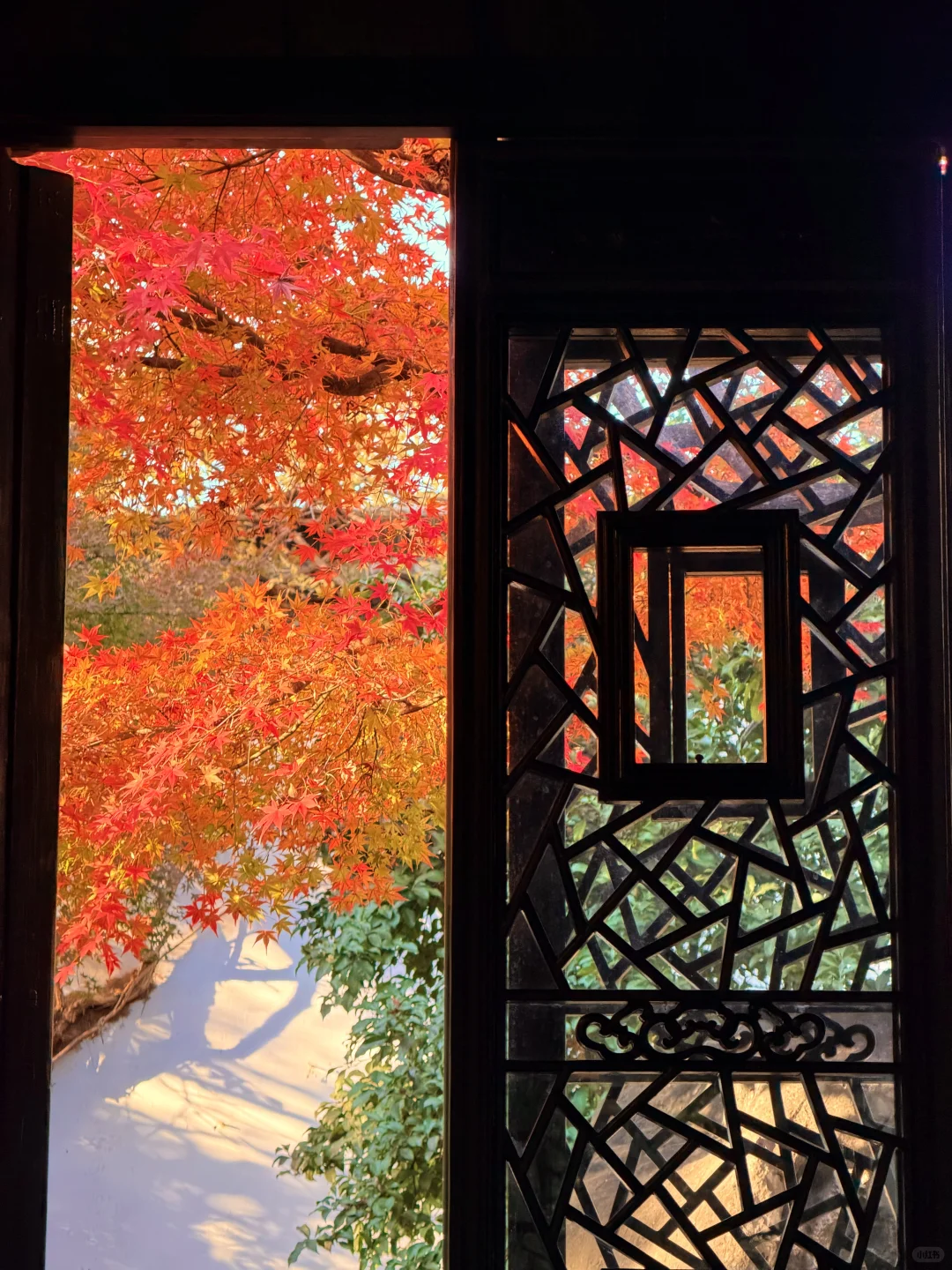 11.18实况 | 苏州留园红枫美到封神！！！！！！！！