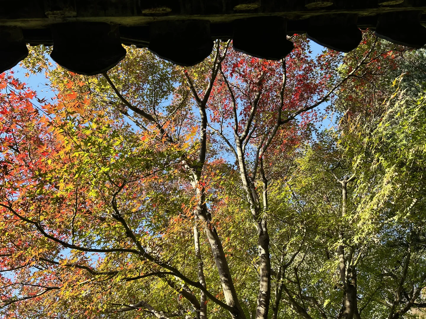 11.19 留园这棵树绝了！苏州又到了最美时节