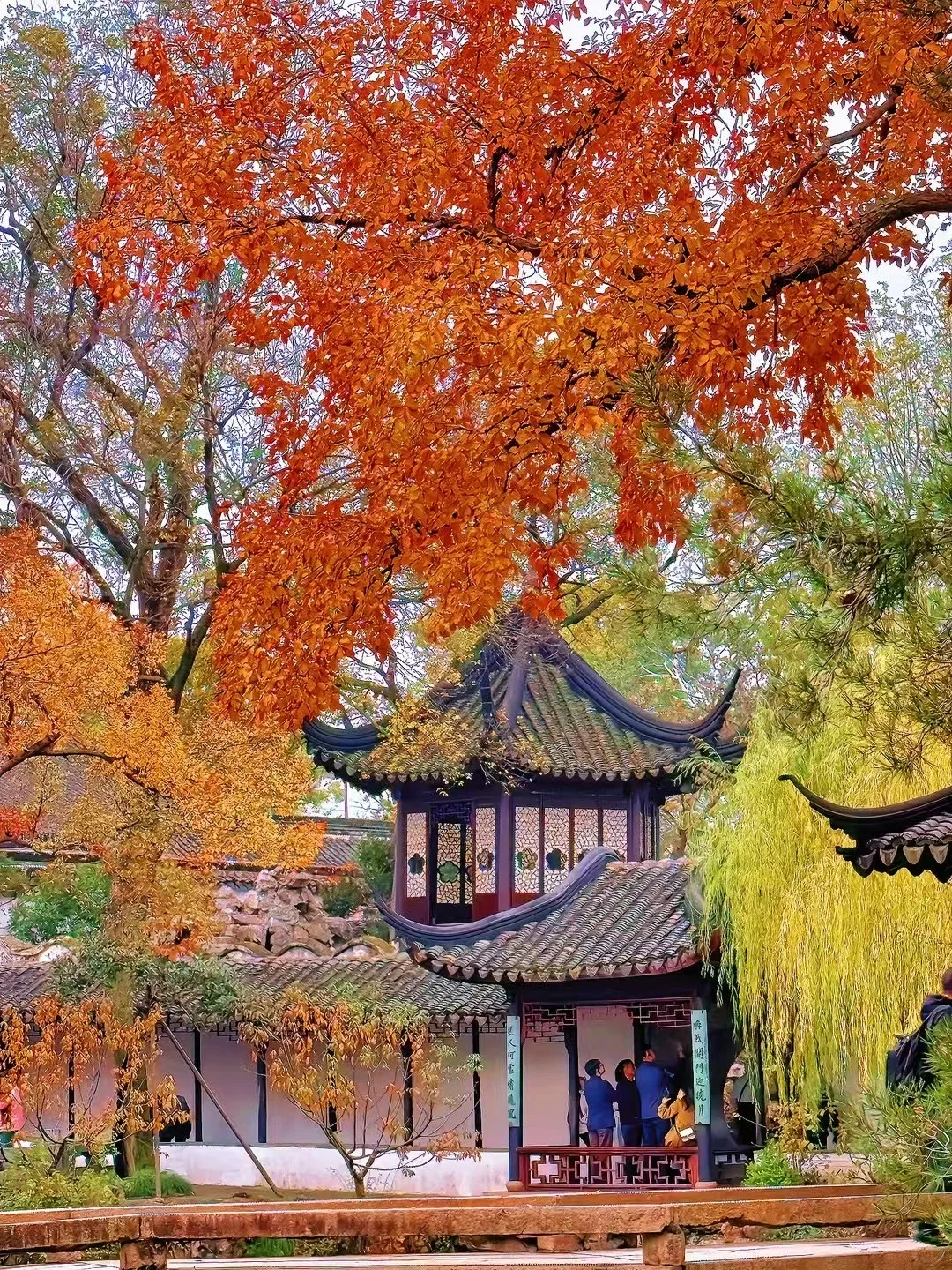 12月的苏州拙政园，错过又要等一年！