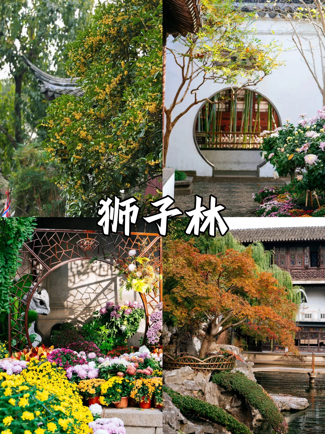 苏州限定❗苏州赏秋必打卡地来啦🔔快收藏✅