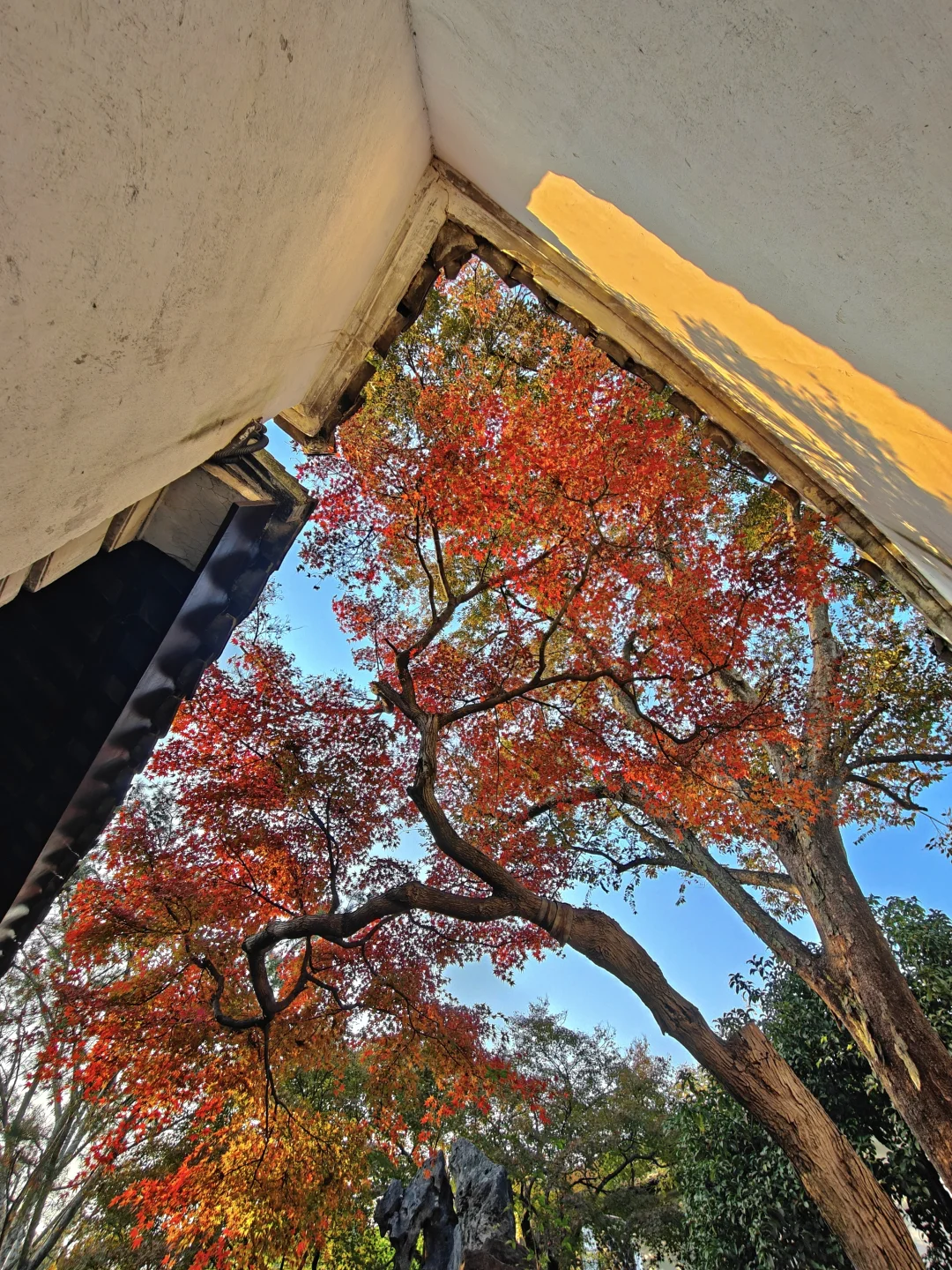 你这周来苏州可以拍什么(11.17日-11.23日)