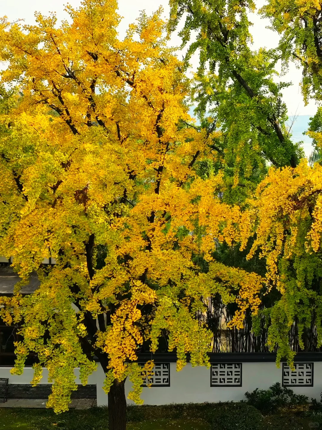 爱回收｜现在来南京赏秋🍁就去这9个地方