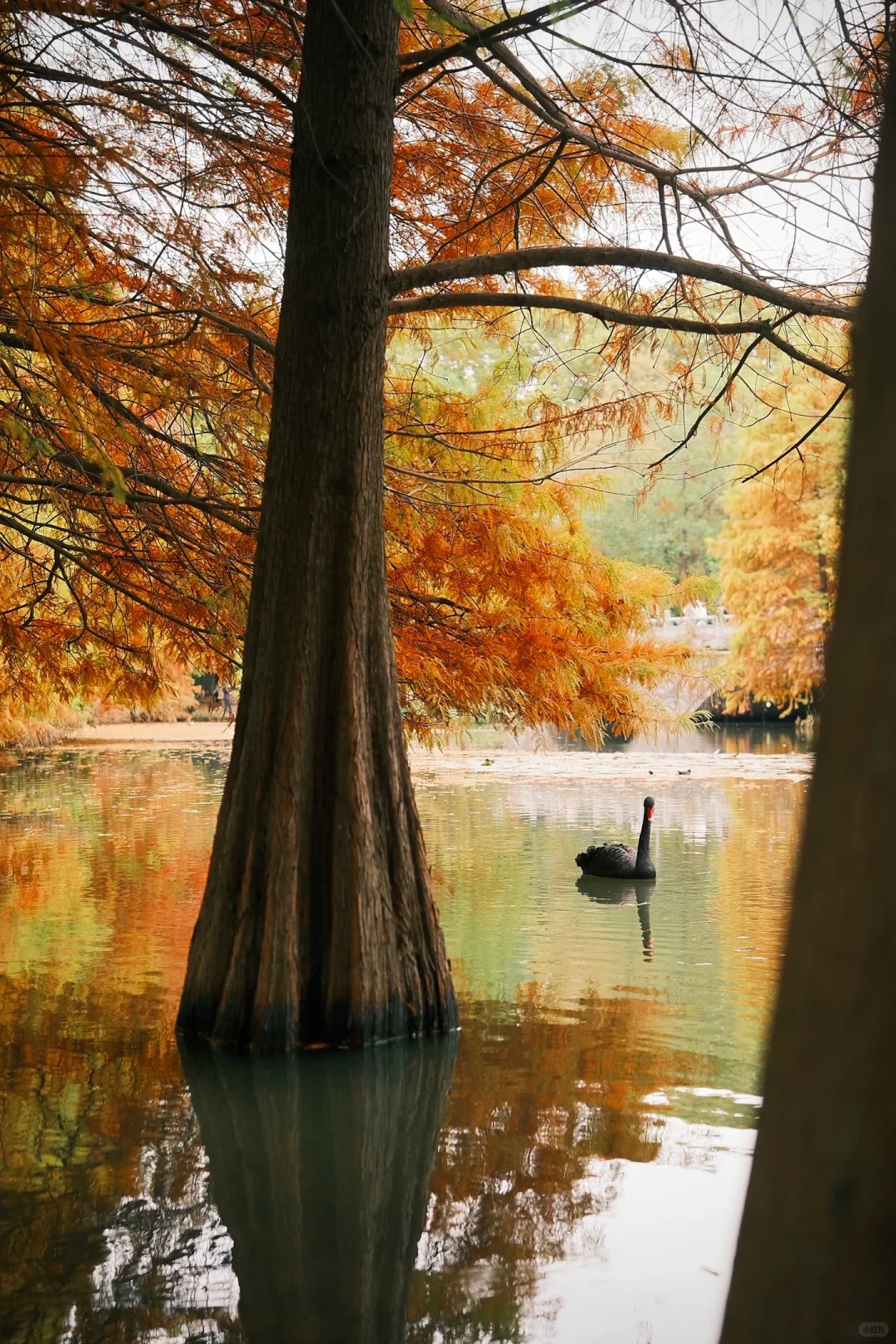 60r在南京燕雀湖拍的，感觉超值～