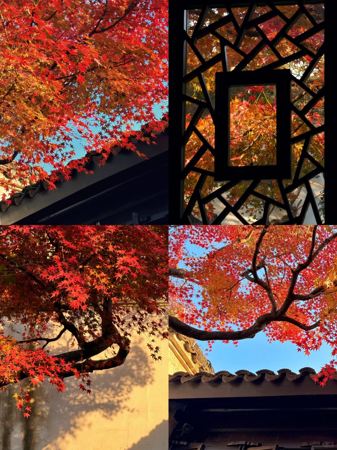11.18刚去！留园的枫叶真的绝了！太美了！