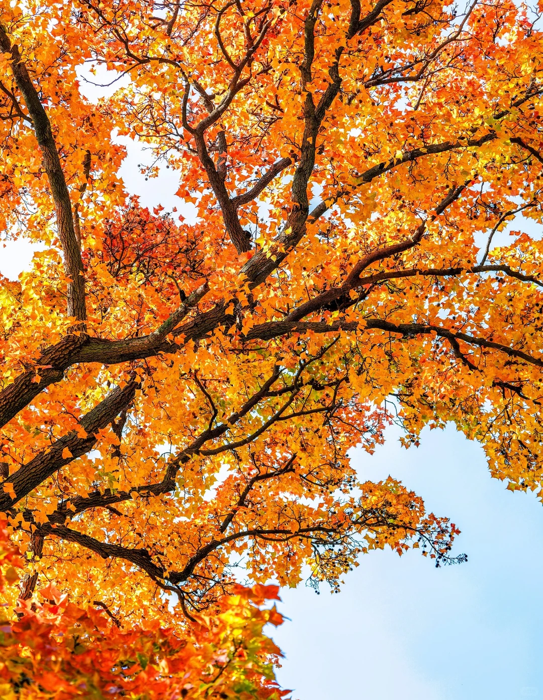 🍂苏州秋天天花板！8个必打卡地美到窒息