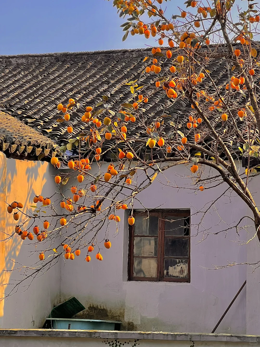 11.2实拍❗️道前街柿子树已进入最佳观赏期