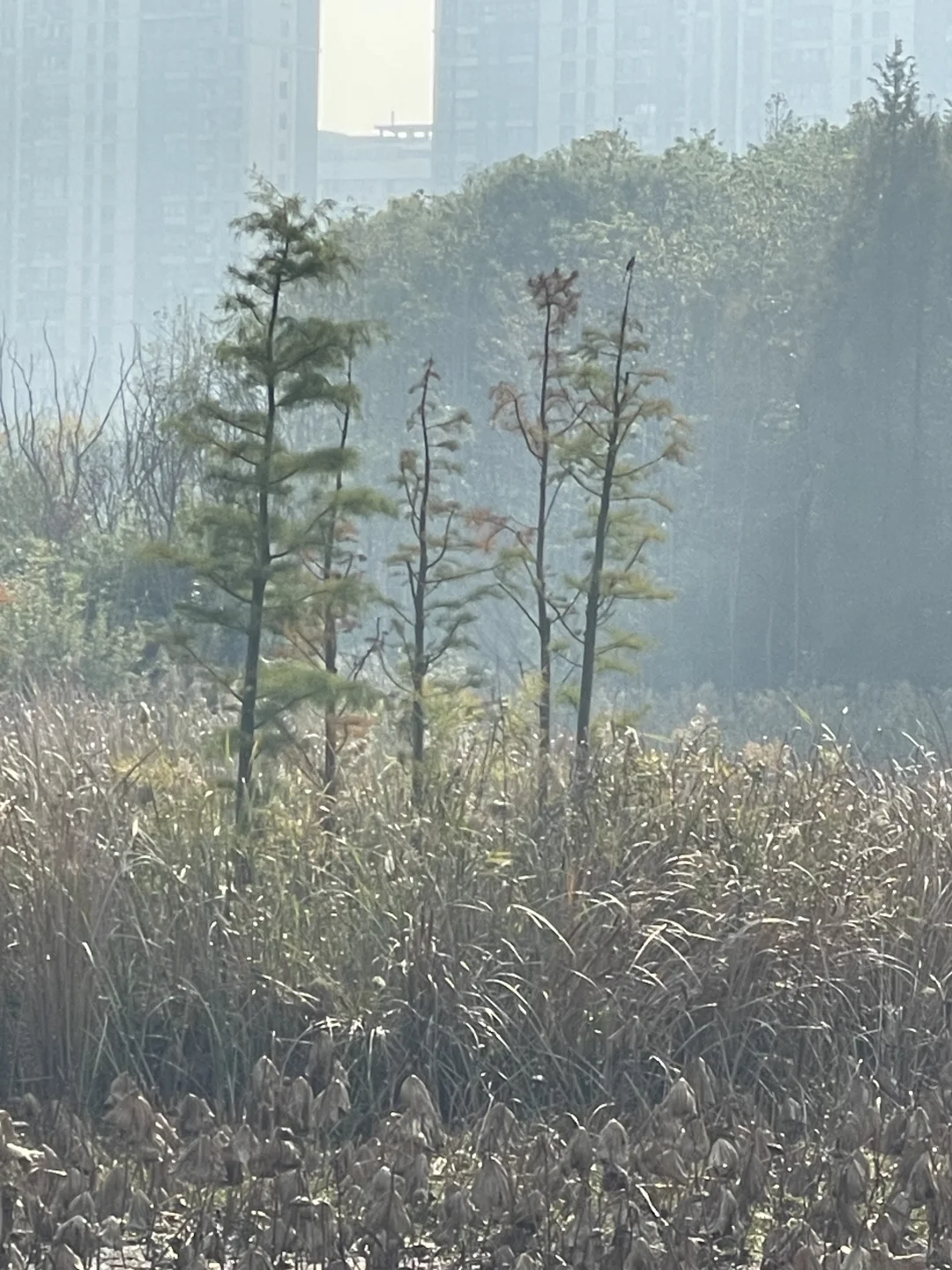 苏州昆山城市生态森林公园