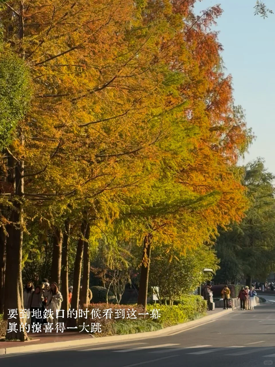 南京梧桐大道给我送热水的帅哥