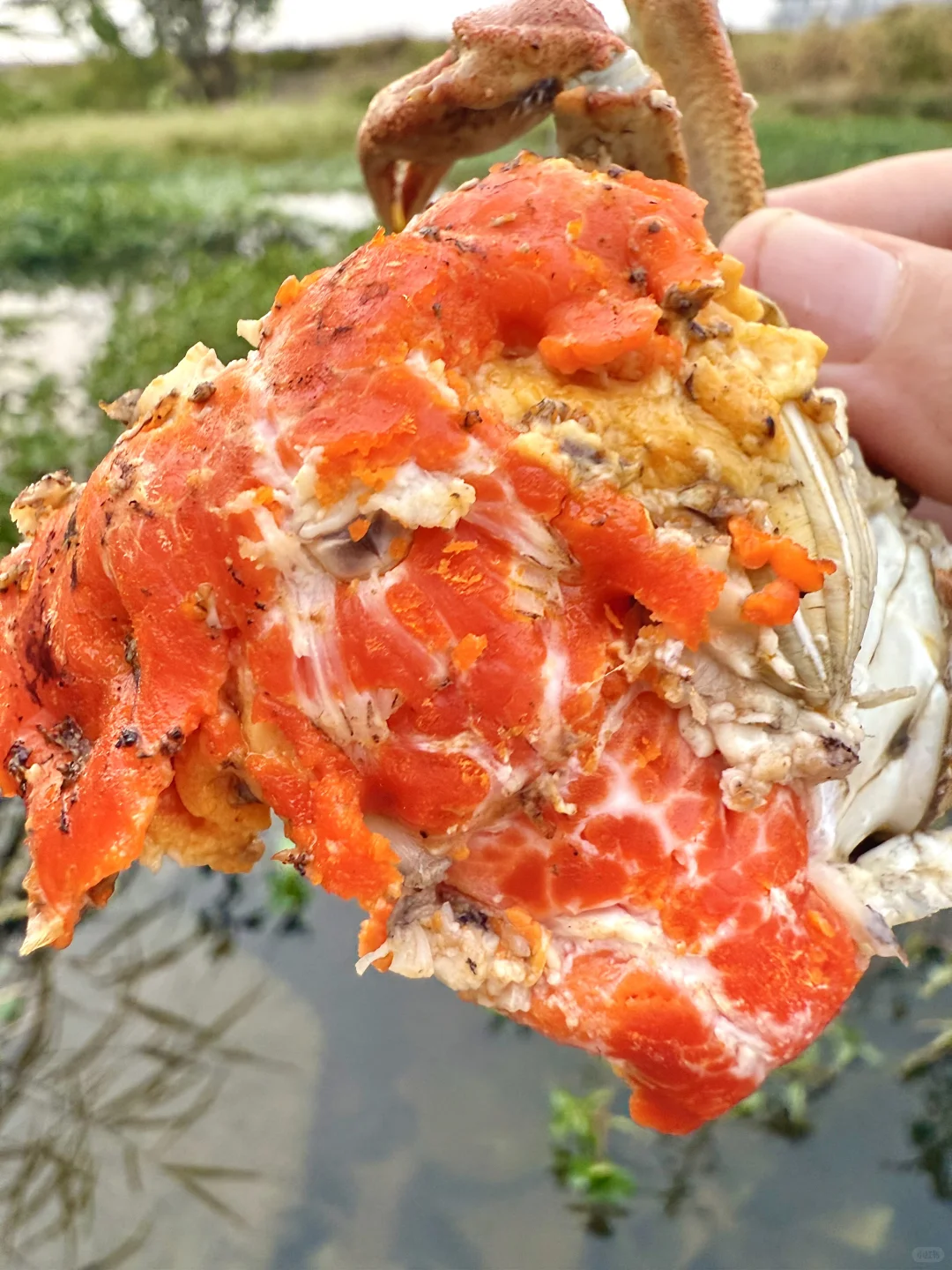 💰100的残蟹在小红书杀疯了，苏州给力！