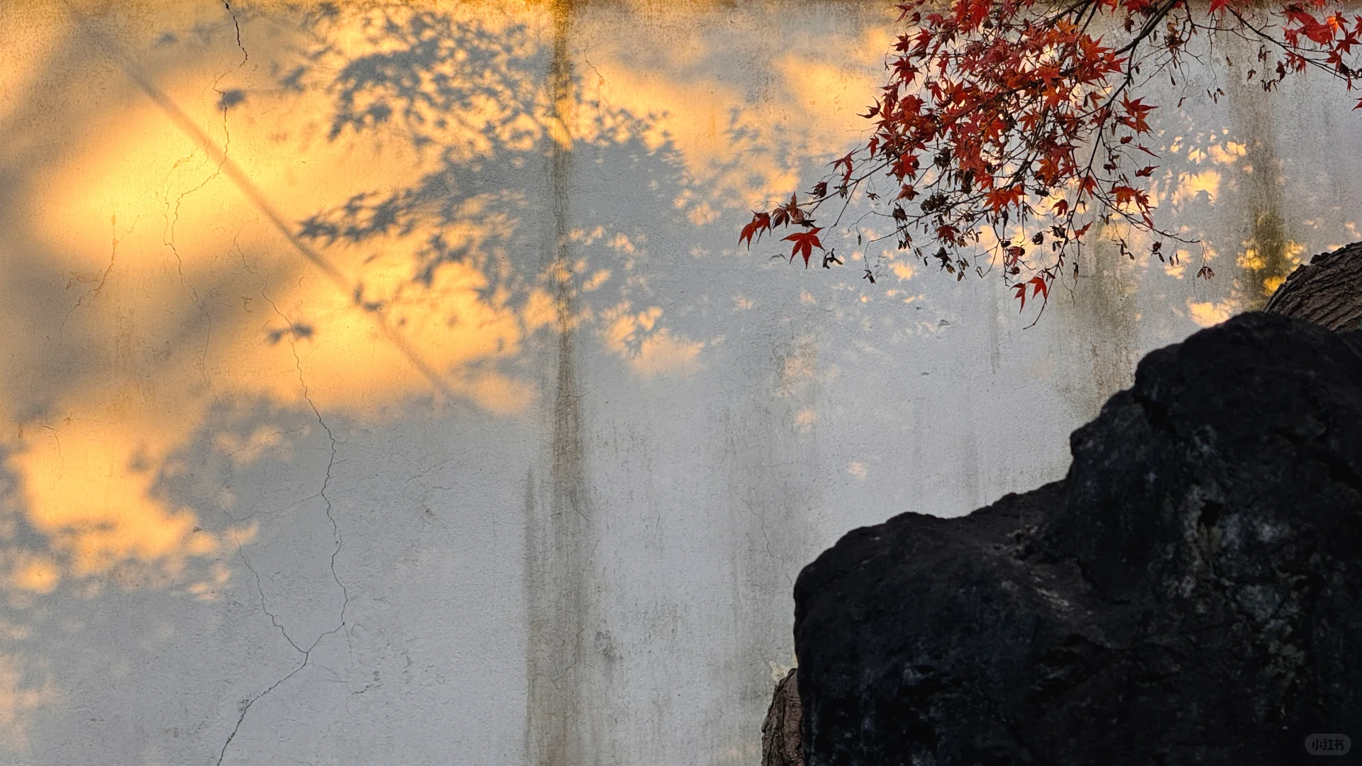 11.18刚去！留园的枫叶真的绝了！太美了！