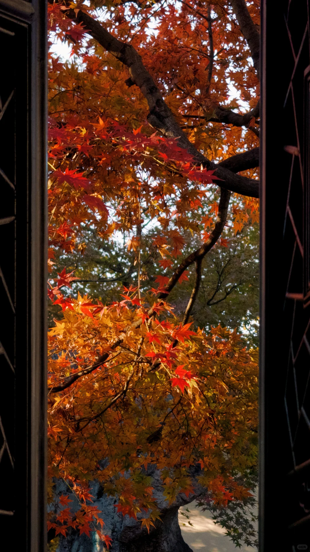 11.18刚去！留园的枫叶真的绝了！太美了！