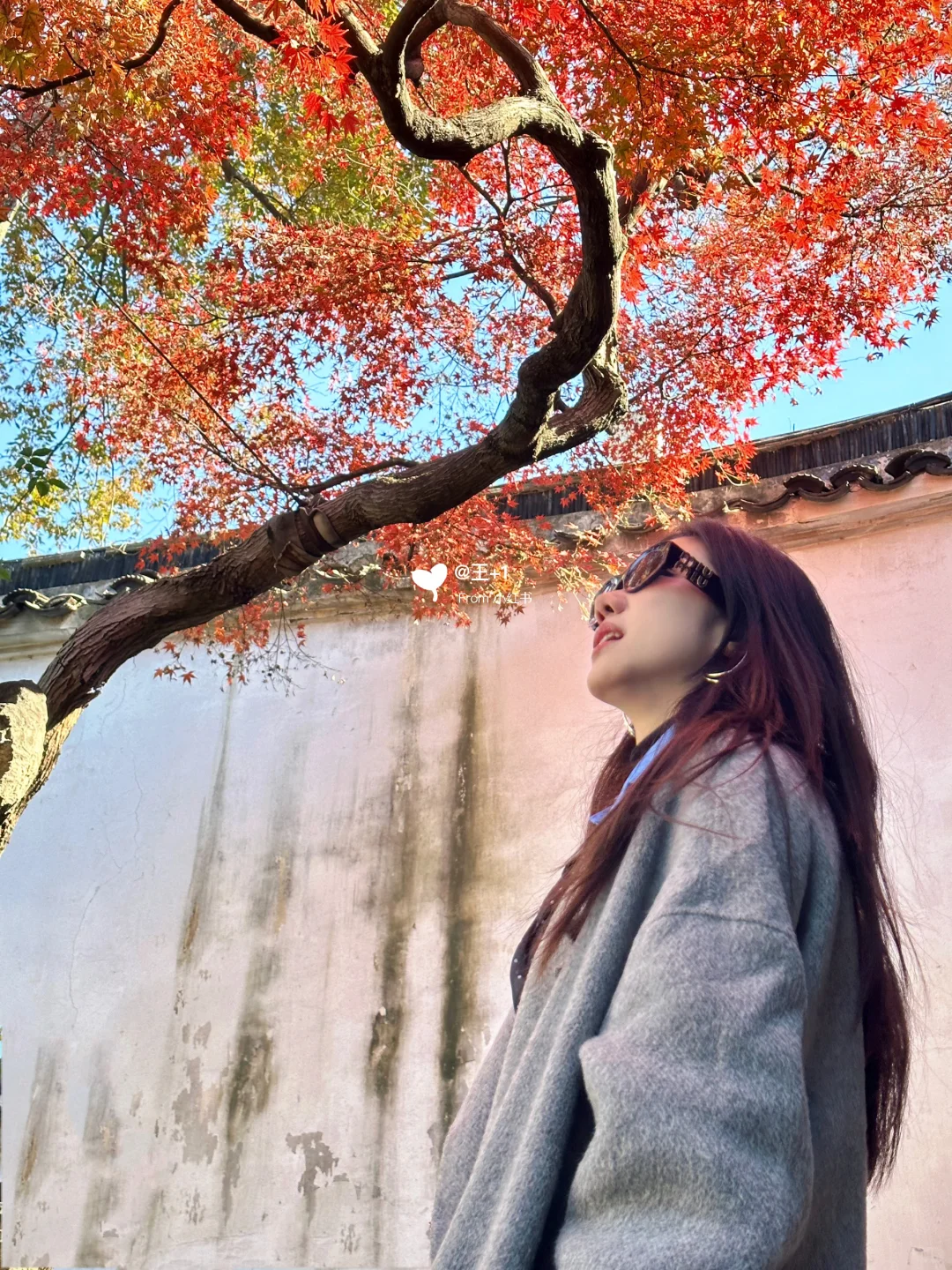 11.19 留园这棵树绝了！苏州又到了最美时节