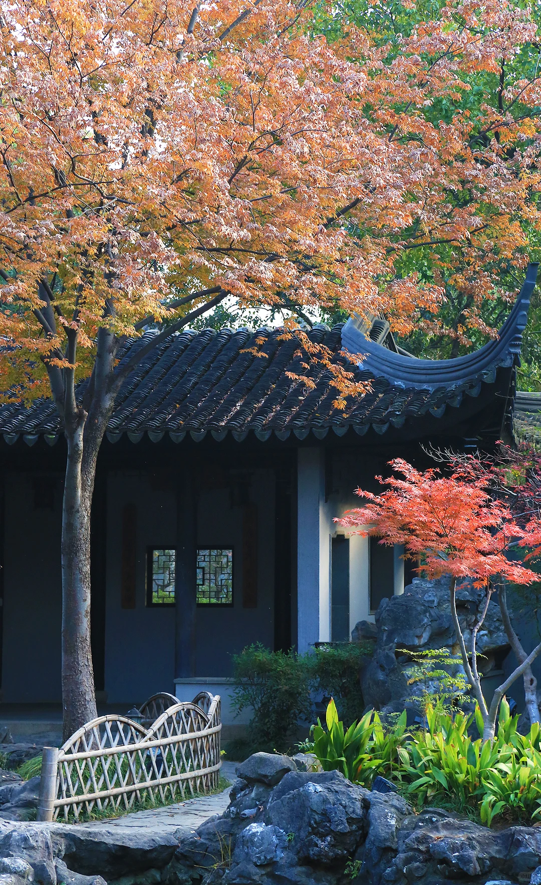 2025苏州木渎古镇银杏红枫秋色正浓