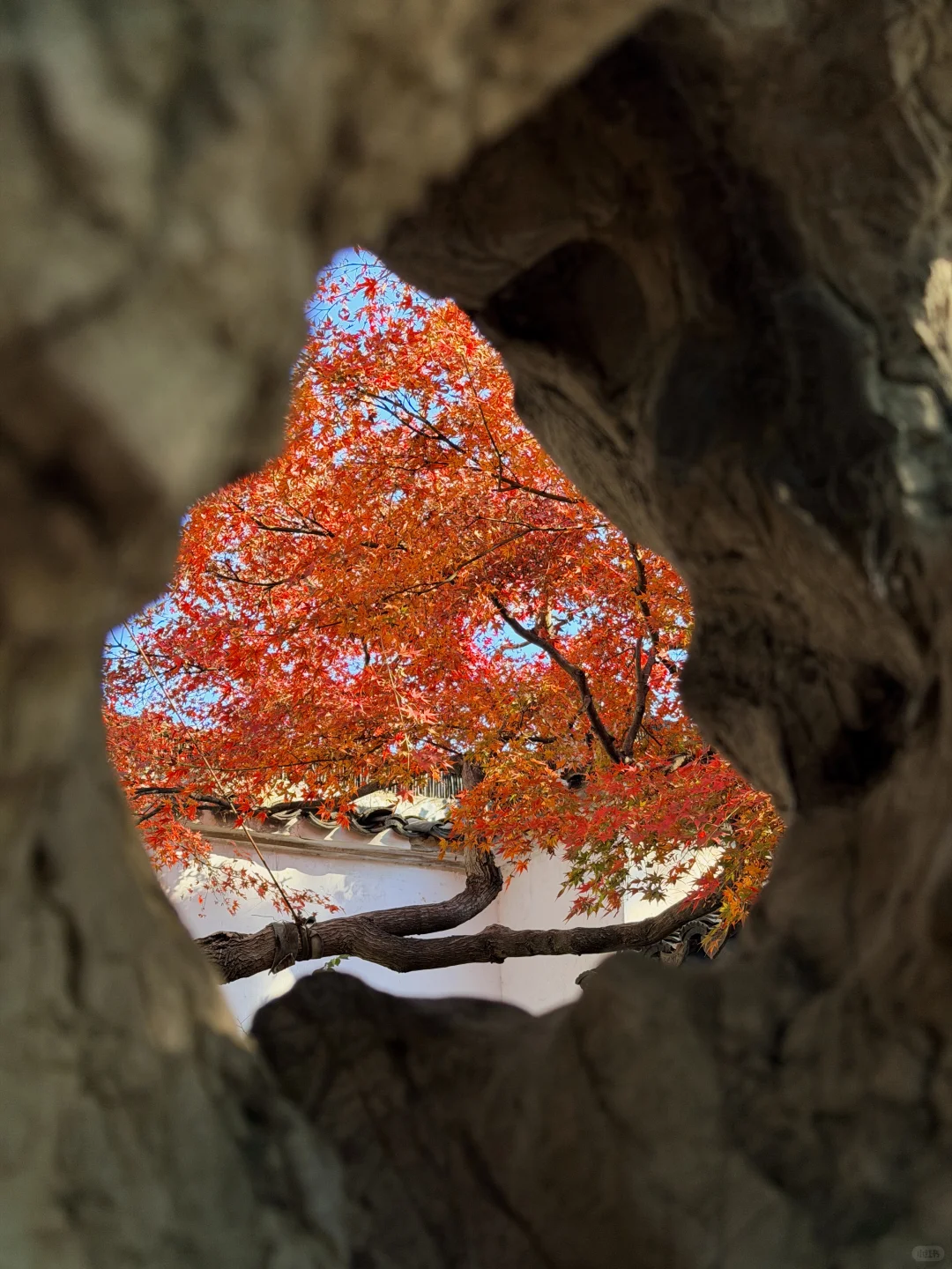 11.19实况！苏州留园封神秋景已登场❗️