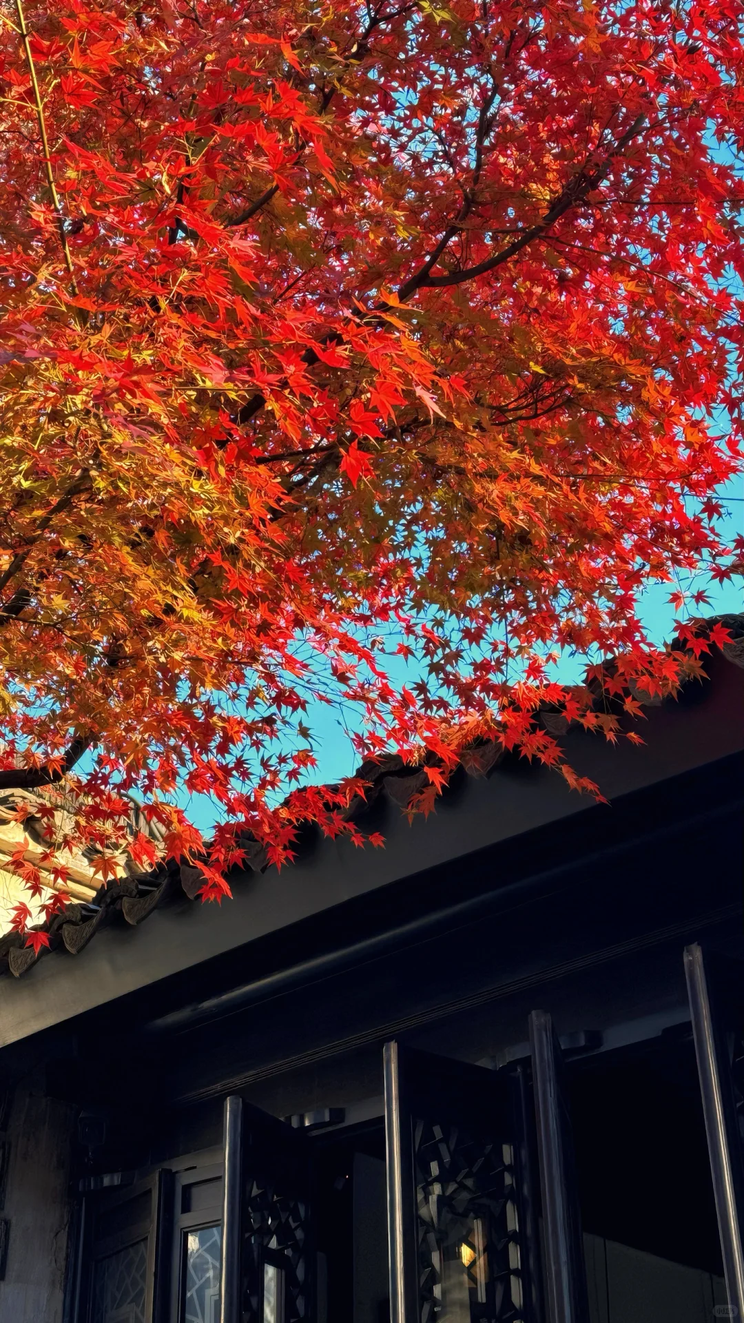 11.18刚去！留园的枫叶真的绝了！太美了！