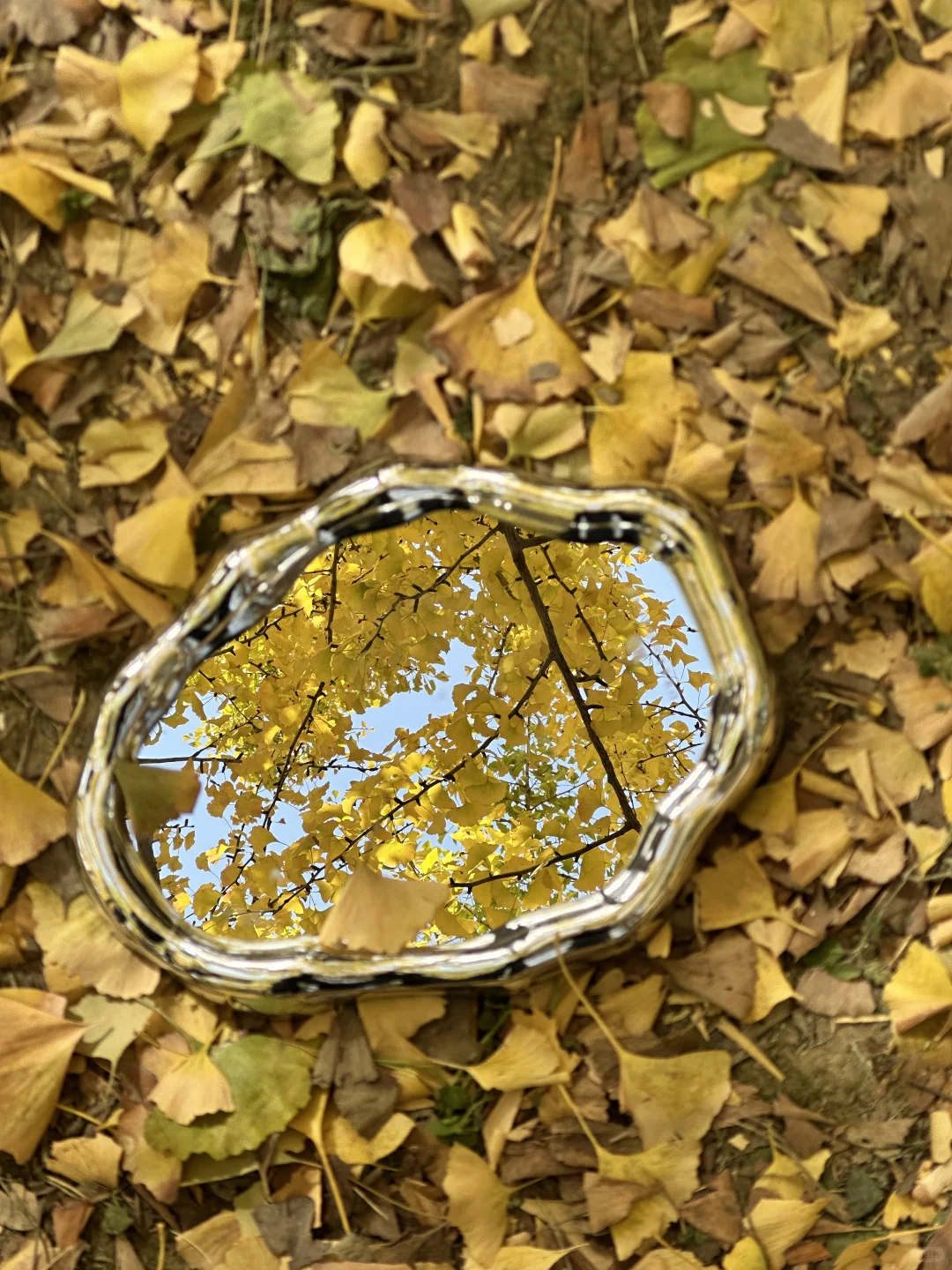 苏州📸 | 银杏-拍照 | 机位分享【附位置】