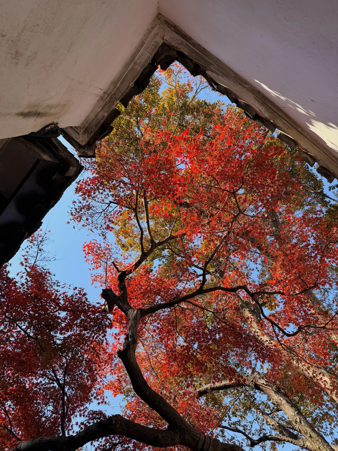 11.19实况！苏州留园封神秋景已登场❗️