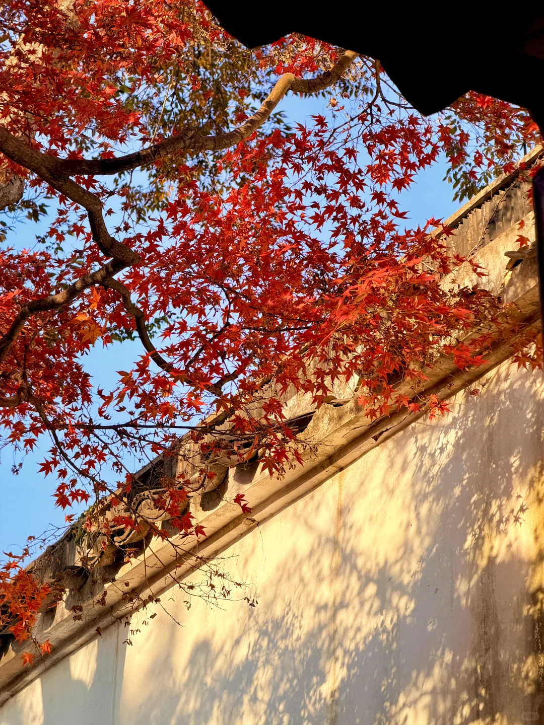 11.18实况 | 苏州留园红枫美到封神！！！！！！！！