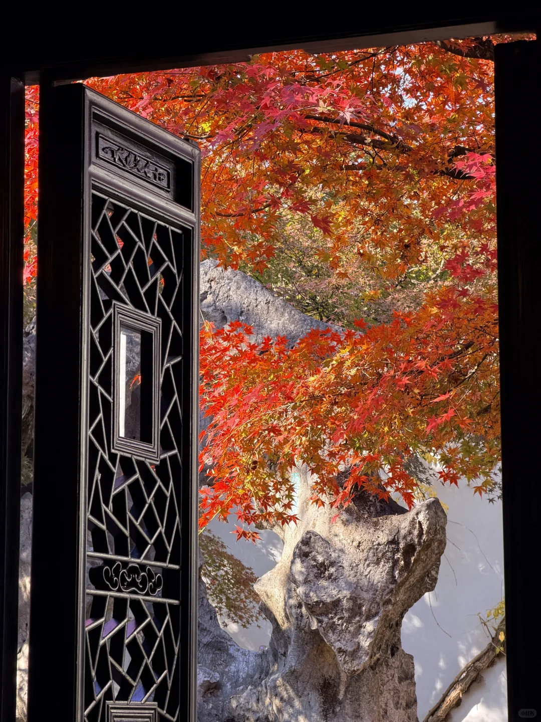 11.19实况！苏州留园封神秋景已登场❗️