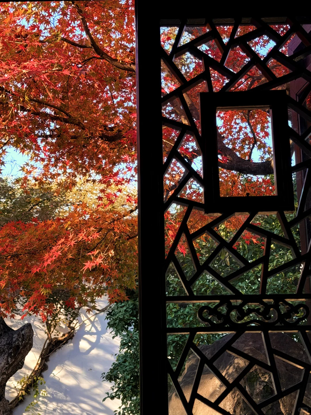 11.18实况 | 苏州留园红枫美到封神！！！！！！！！