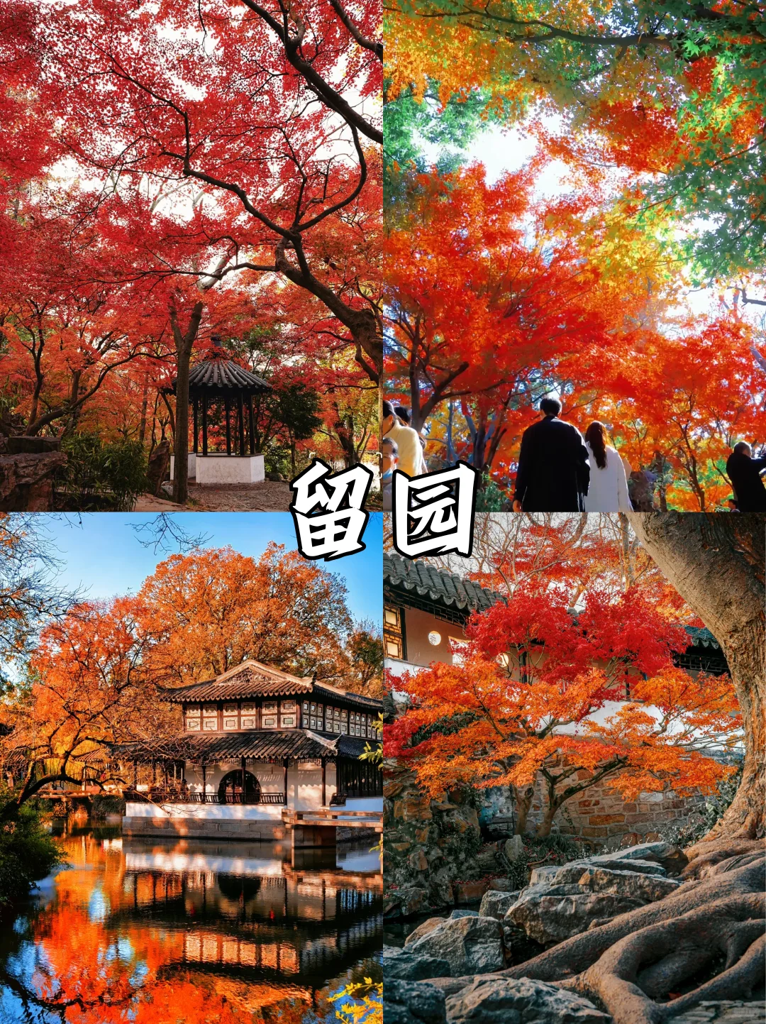 苏州限定❗苏州赏秋必打卡地来啦🔔快收藏✅