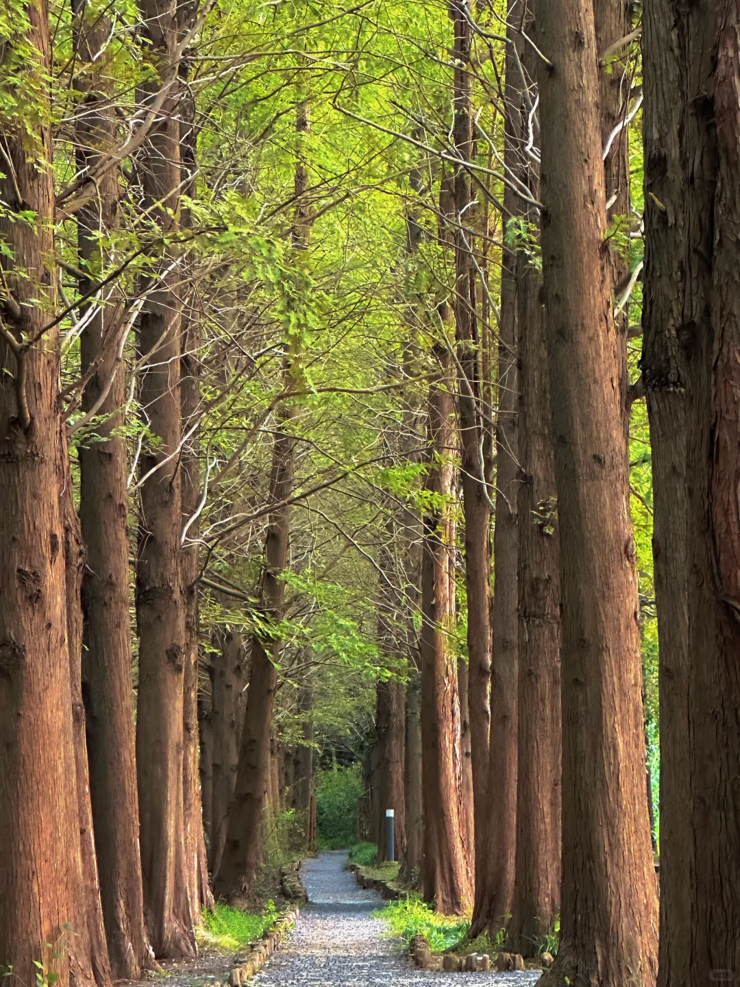 在苏州的诗词里，寻一场烟雨行舟🍃