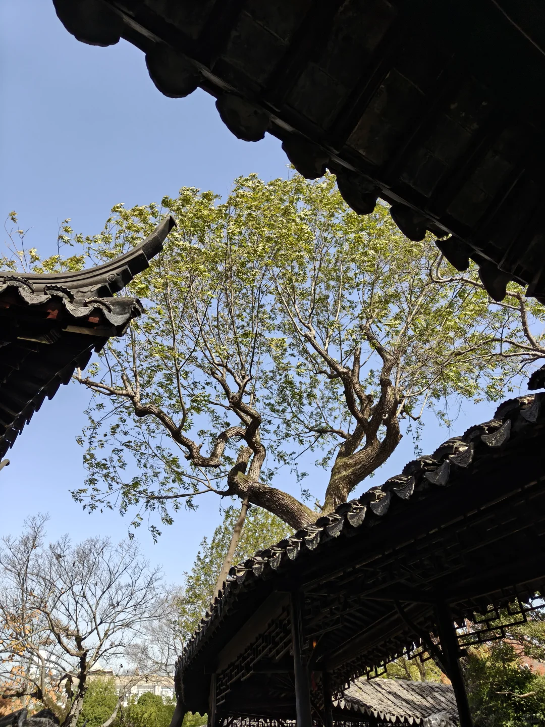 苏州园林｜拙政园