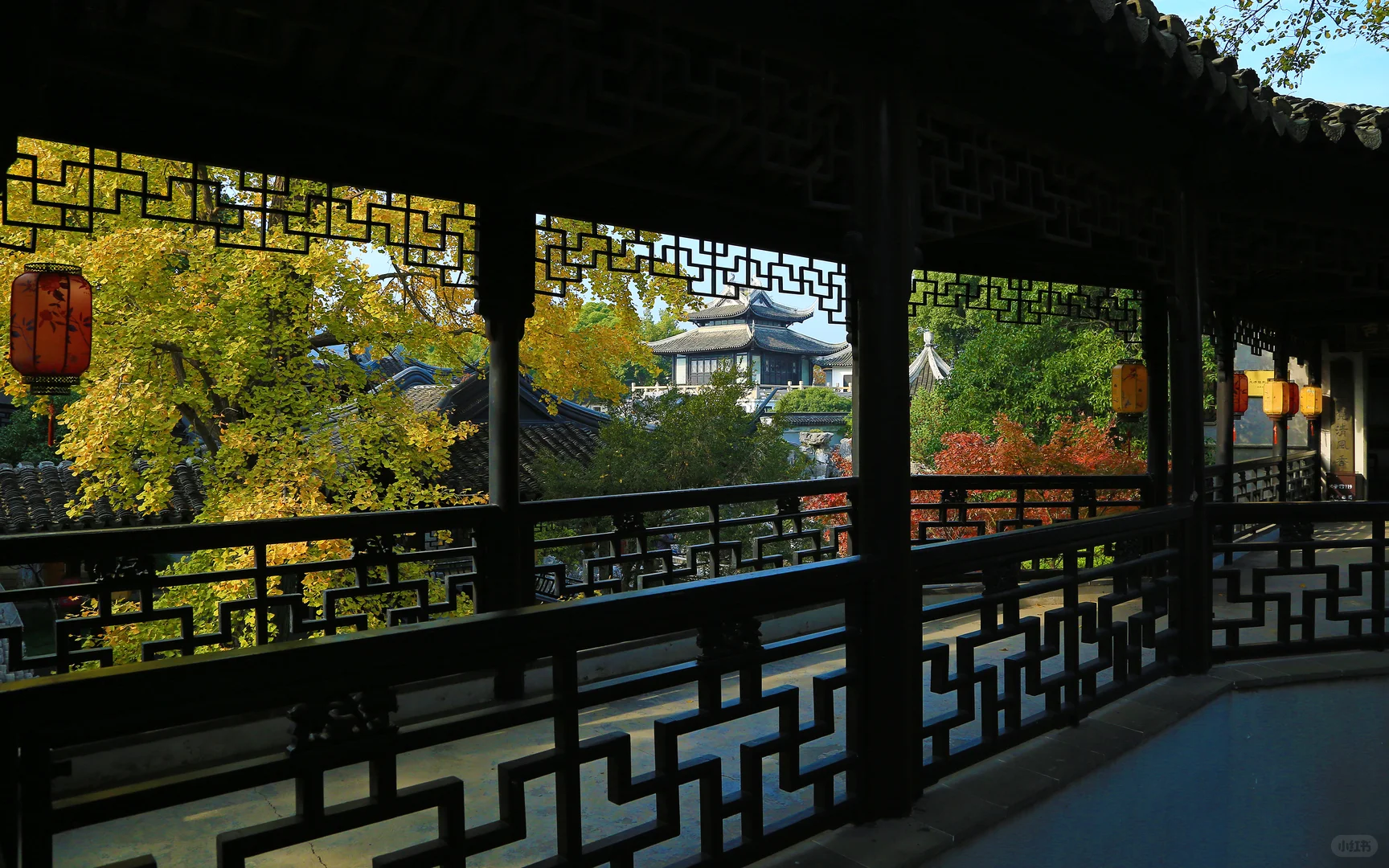 2025苏州木渎古镇银杏红枫秋色正浓