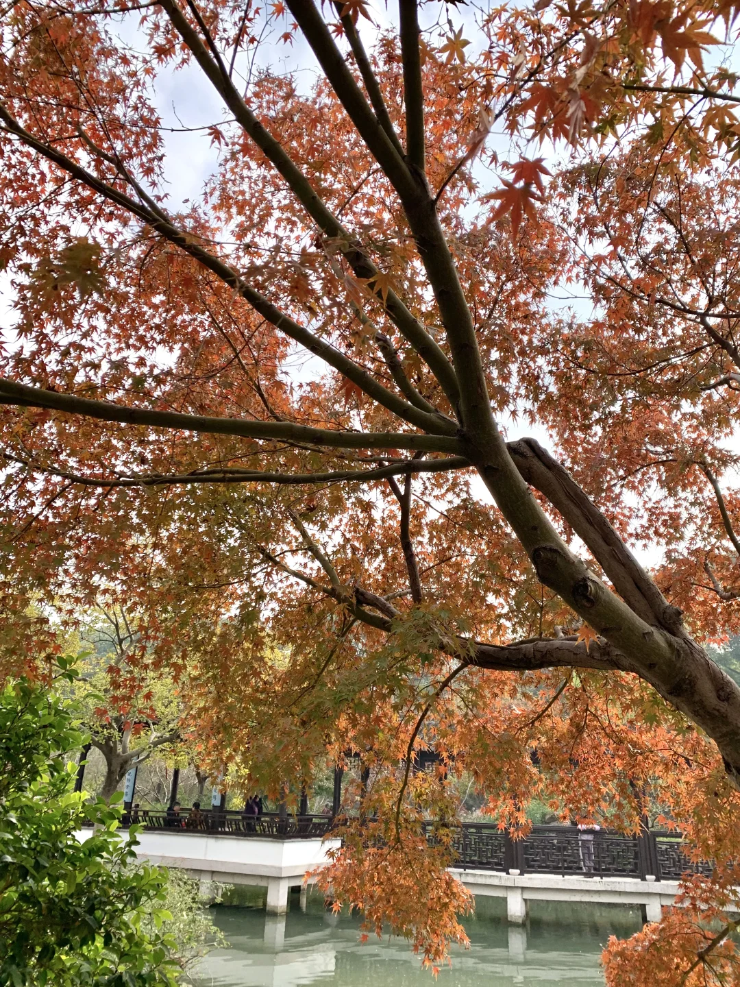 🍂11.23苏州｜虎丘一榭园枫叶红啦🎐附路线