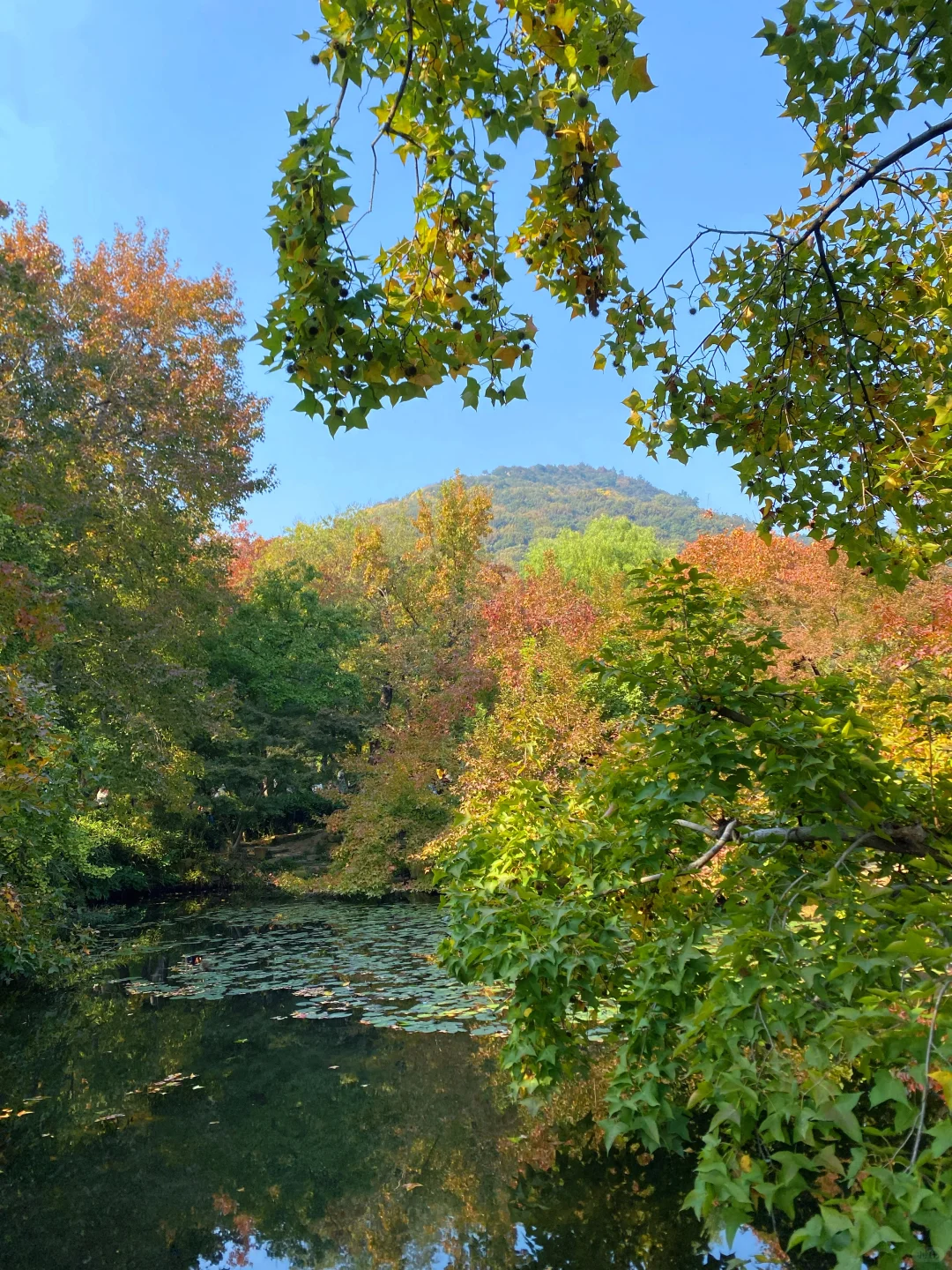 苏州！11月的秋景已经美到next level了！！！