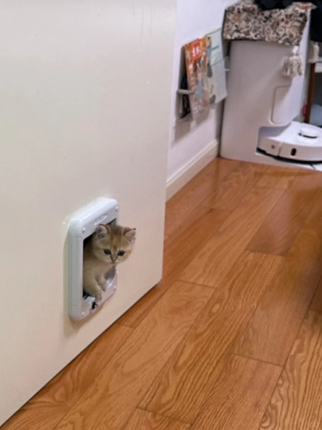 生了6只，苏州自提。