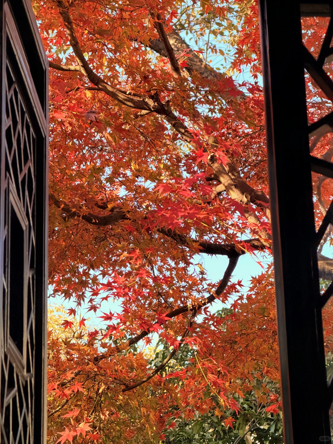 11.18实况 | 苏州留园红枫美到封神！！！！！！！！