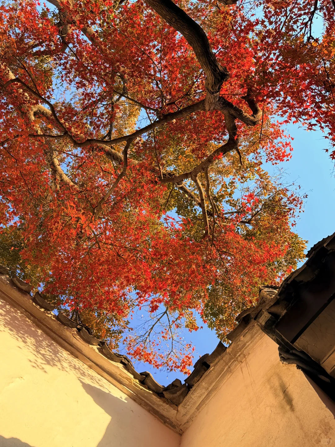 11.18实况 | 苏州留园红枫美到封神！！！！！！！！