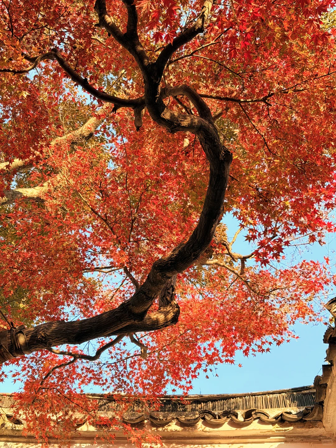 11.18实况 | 苏州留园红枫美到封神！！！！！！！！